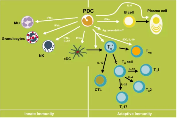 Fig. 1.2. The role of PDCs bridging innate and adaptive immune responses.  