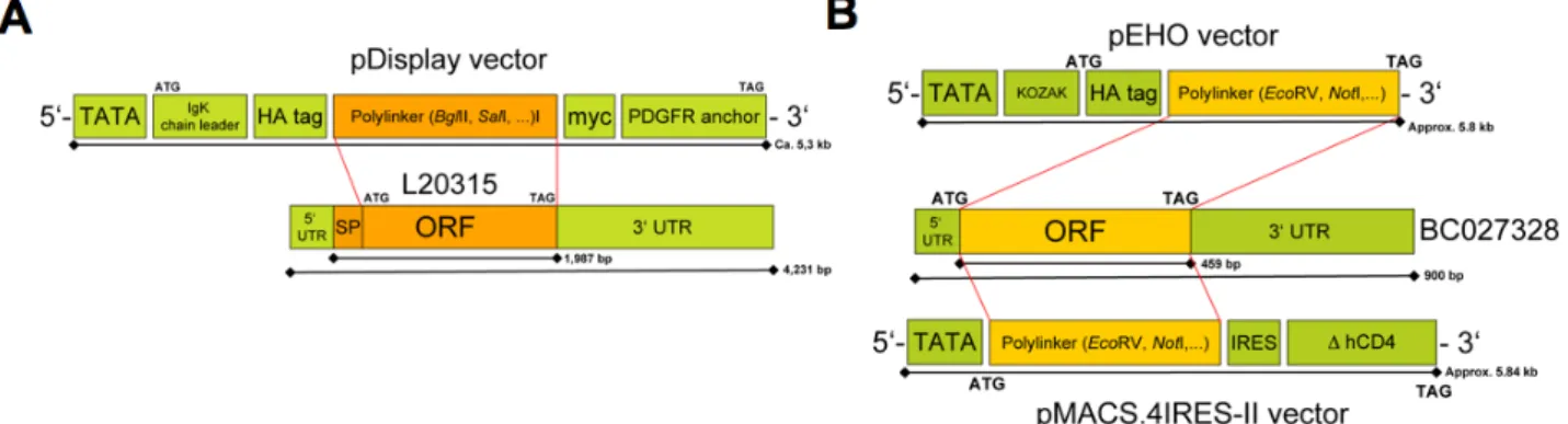 Fig.  3.2  Cloning  strategies  for  L20315  (MPG1)  and  BST2  (BC027328)  as  well  as  generation  of  a  full-length  transfectants