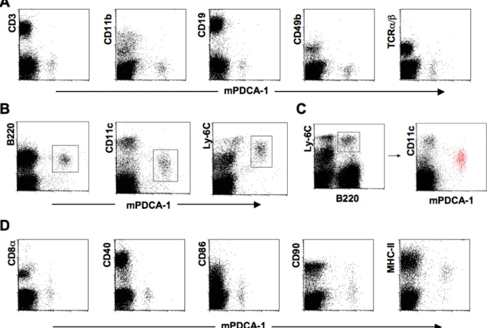 Fig 4.1.3 Determination of the specificity of the generated anti-mPDCA-1 mAbs on Balb/c spleen cells