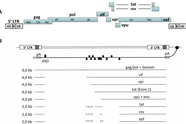 Abb. 2 A) Das HIV-1 Genom. Die offenen Leserahmen (ORF, blau) von HIV-1 werden durch  die 5’ und 3’ LTRs (long terminal repeats) flankiert