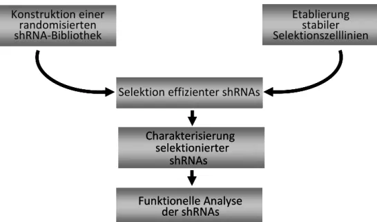 Abb. 4) Experimentelle Vorgehensweise. Zur Identifikation effizienter HIV-1 spezifischer shRNA- shRNA-Sequenzen wurde zunächst eine randomisierte shRNA-Bibliothek konstruiert