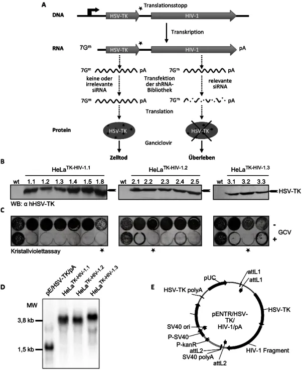 Abb. 5) Etablierung stabiler HeLa-Selektionszelllinien.  A) HeLa Selektionszelllinien  exprimieren stabil eine Fusions-mRNA aus Herpes Simplex Virus Typ I Thymidinkinase (HSV-TK)  und einem Fragment des HIV-1 Genoms