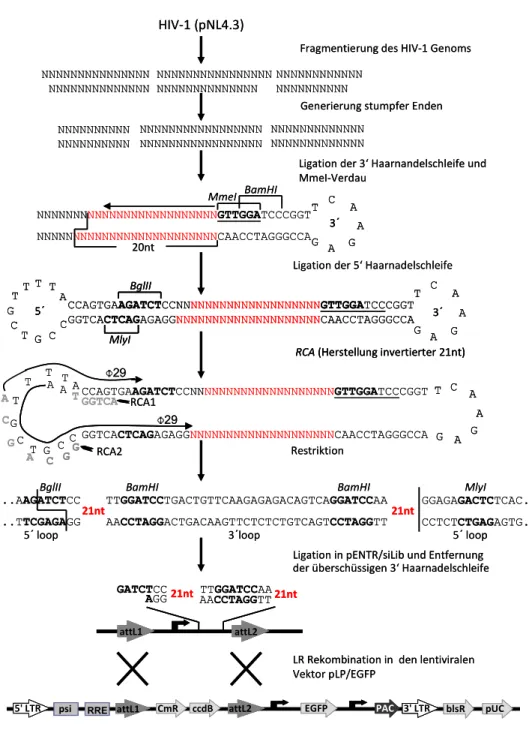 Abb. 6) Konstruktion der randomisierten shRNA-Bibliothek gegen HIV-1. pNL4.3 wurde mit  DNAse I fragmentiert und  sowohl 3’ als auch 5’ glatte Enden generiert