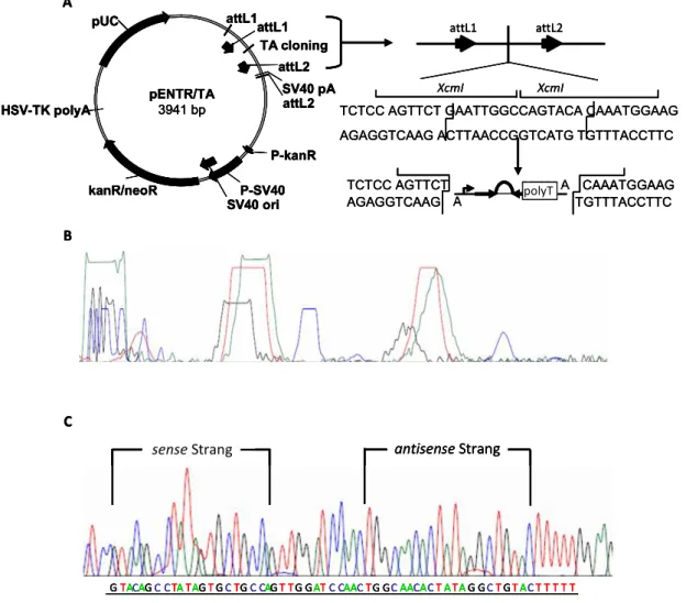 Abb. 10) Effiziente shRNA-Expressionskassetten werden zur Sequenzierung in den Vektor  pENTR/TA kloniert und mit Hilfe einer optimierten Einzelstrang-PCR sequenziert