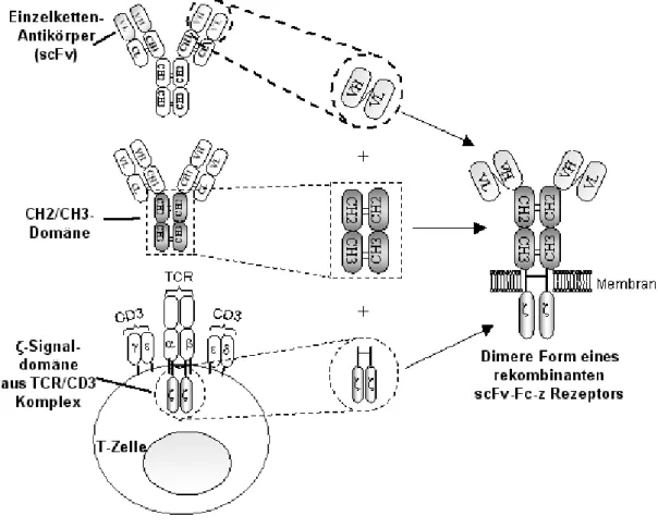 Abbildung  3:  Schematischer   Aufbau   eines   rekombinanten   Antikörper   basierten Immunrezeptors