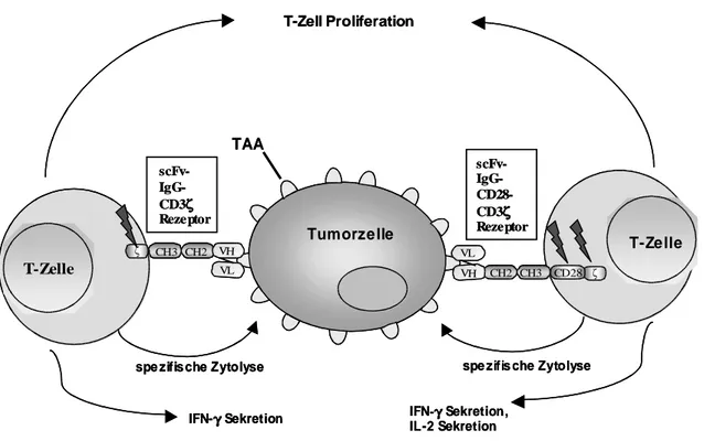 Abbildung  4:   MHC   unabhängige   und   antigenspezifische   T-Zell   Aktivierung   durch rekombinante   Immunrezeptoren