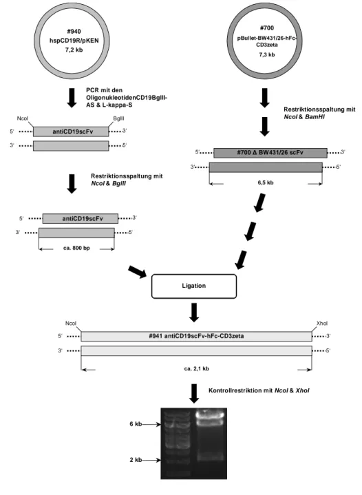 Abbildung 5: Klonierungsschema des rekombinanten Immunrezeptors #941#940hspCD19R/pKEN7,2 kb#700pBullet-BW431/26-hFc-CD3zeta7,3 kbPCR mit den OligonukleotidenCD19BglII-AS &amp; L-kappa-S Restriktionsspaltung mit NcoI &amp; BamHI