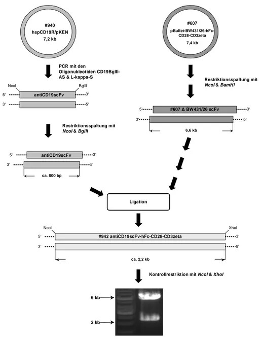 Abbildung 6: Klonierungsschema des rekombinanten Immunrezeptors #942#940hspCD19R/pKEN7,2 kb#607pBullet-BW431/26-hFc-CD28-CD3zeta7,4 kbPCR mit den Oligonukleotiden CD19BglII-AS &amp; L-kappa-S Restriktionsspaltung mit NcoI &amp; BamHI