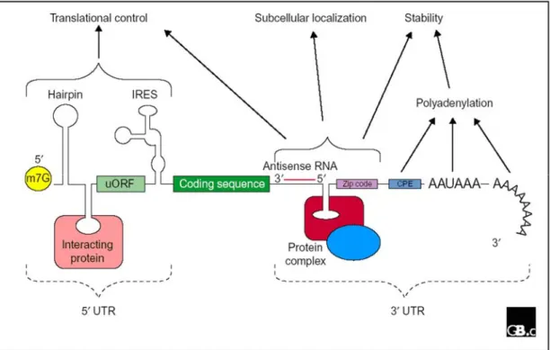 Figure 6. A schematic describing the functional relevance of untranslated regions of mRNA in post- post-transcriptional gene regulation