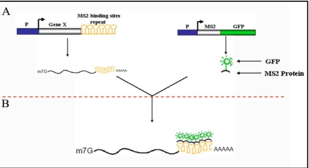 Figure 7. Schematic describing the MS2-GFP labeling system. A) MS2-GFP labeling is a two  component system
