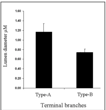 Figure 11. Difference in lumen diameter of terminal branches. The graph illustrates the difference  in lumen diameter between Type-A and Type-B branches