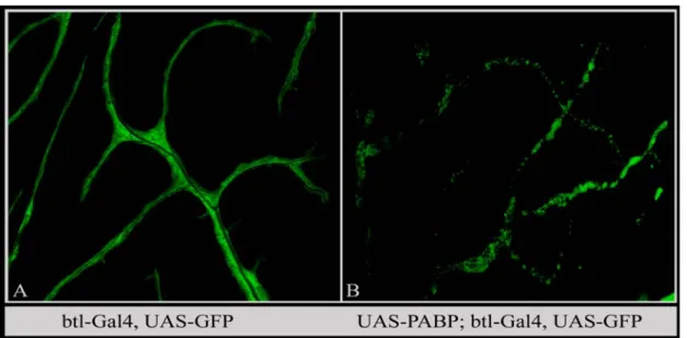 Figure 19. TAP tagged PABP over-expression in tracheal cells. UAS-PABP-TAP and UAS-GFP  were expressed in tracheal cells using btl-Gal4