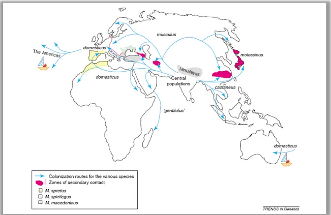 Figure 1   Geographical distribution and routes of colonization of different mouse species and subspecies