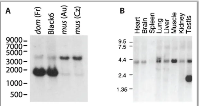 Figure  3      Mkk7  Northern  blots  (A)  A  Northern  blot  comparing  testis  total  RNA  of  M