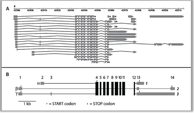 Figure 4   Exons of the murine Mkk7 locus (A) Annotation of EST-genes and cDNAs are shown in the genomic  context of chromosome 8