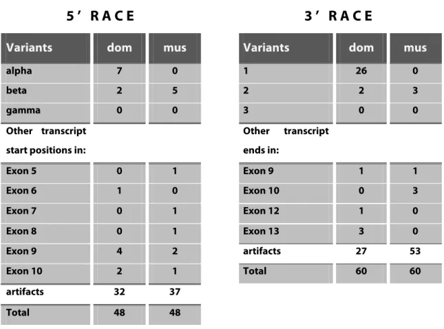 Table 1   Analysis of Mkk7 5’ RACE and 3’ RACE clones from  M .m. domesticus (dom) and M
