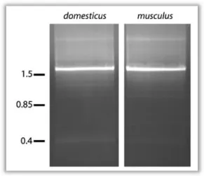 Figure  6      3’  RACE  gradient  PCR  pools  from  domesticus  and  musculus.  The  size  standard  indicates kb
