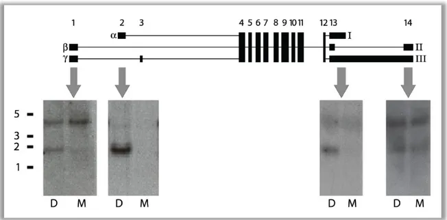 Figure  7      Exon  specific  MkK7  Northern  blots.  10µg  of  testis  RNA  from  M