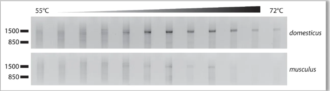 Figure 9   Gradient PCR of M . m. domesticus (top) and M. m. musculus (bottom) 3’ RACE template