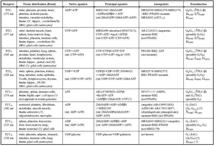 Table 1: Characteristics of human P2Y receptors. 