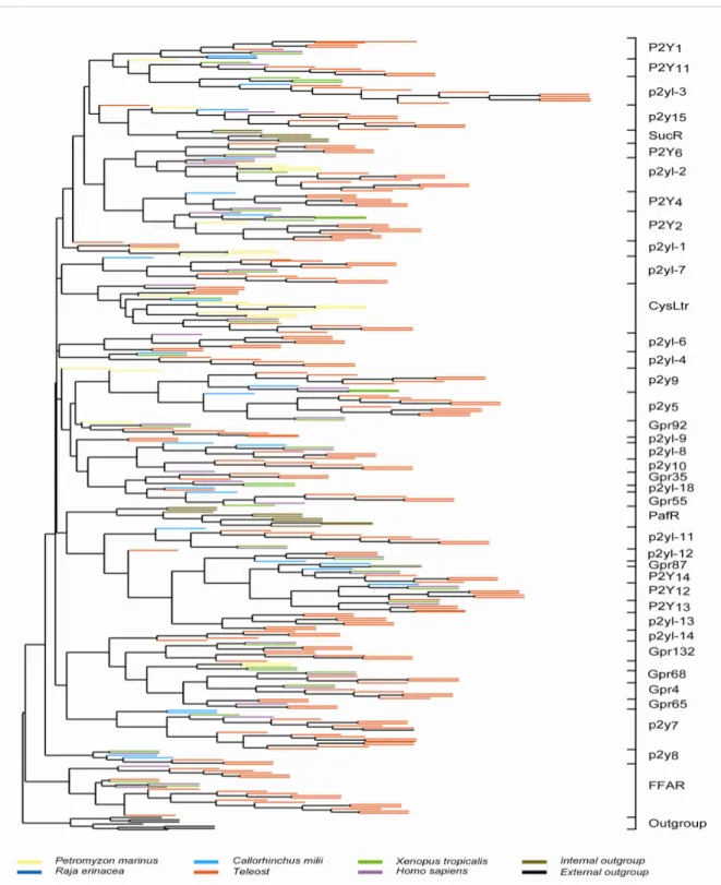 Figure 2 | Phylogeny of teleost with other vertebrate P2Y families.  