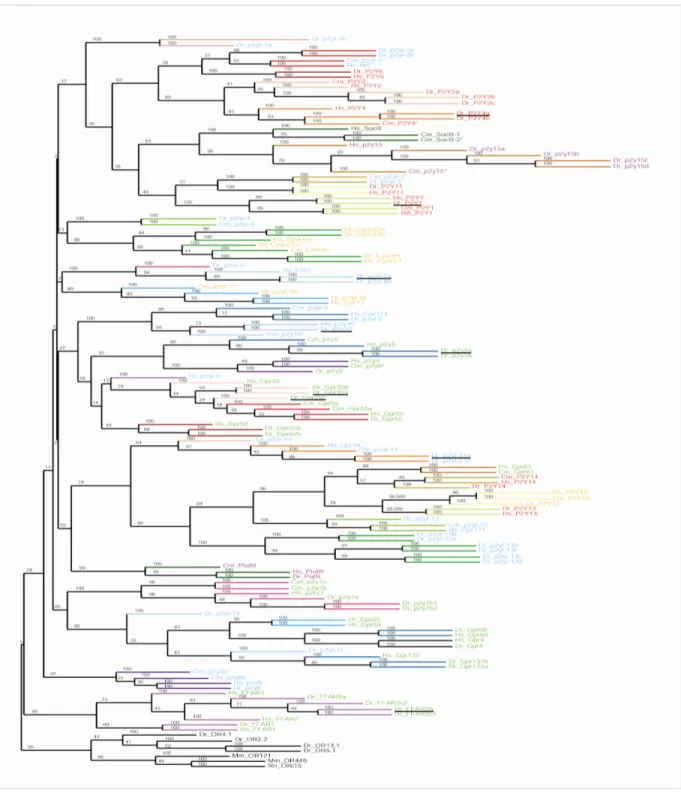 Figure 3 | Phylogeny of zebrafish P2Y gene and ligand correlation. 