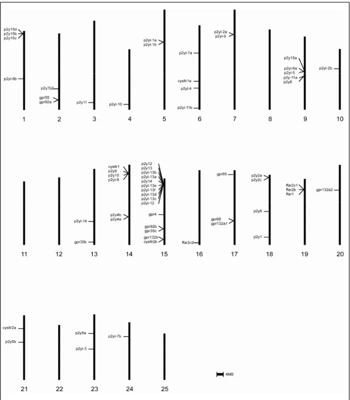 Figure 7 | Chormosomal distribution of zebrafish P2Y genes. 