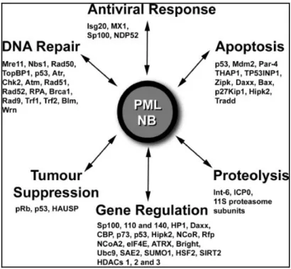 Abb. 1.1.2:  Funktionen von PML-NBs: Auflistung von verschiedenen Proteinen, die mit PML-NBs  assoziieren