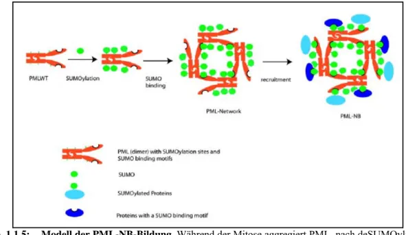 Abb. 1.1.5:  Modell der PML-NB-Bildung. Während der Mitose aggregiert PML, nach deSUMOylierung,  zu so genannten homogenen MAPPs (mitotic accumulations of PML protein), hier gezeigt als  PML Dimere, die über das RBCC-Motiv vermittelt, verbunden sind