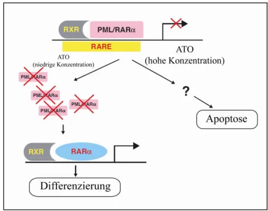 Abb. 1.1.7:  Unterschiedliche Antwort von APL-Zellen auf ATO: ATO in niedrigen Konzentrationen  induziert die Differenzierung von APL-Zellen durch den Abbau des PML-RARα-  Fusionsproteins