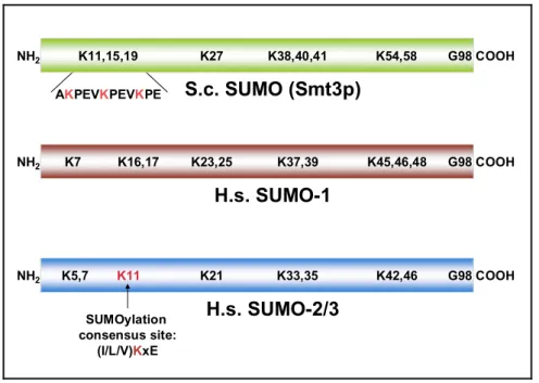 Abb. 1.2.3:  Vergleich der SUMO-Isoformen der Bäckerhefe (S. cerevisiae) und des Menschen (H