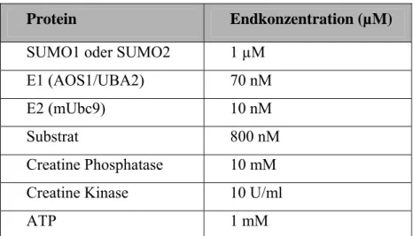 Tab. 2.3.2: Angaben zu den Molaritäten der eingesetzten Proteine  für einen 20 µl Ansatz einer in vitro SUMOylierung 