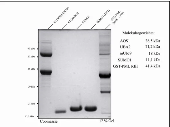 Abb. 3.1.1:  Gereinigte  Komponenten des SUMOylierungsapparates: Folgende Proteine wurden nach   ihrer Reinigung auf ein 12 %-iges SDS-Gel aufgetragen und mit Coomassie gefärbt: das E1  Heterodimer AOS1 (38,5 kDa) und UBA2 (71,2 kDa), das E2 mUbc9 (18 kDa)