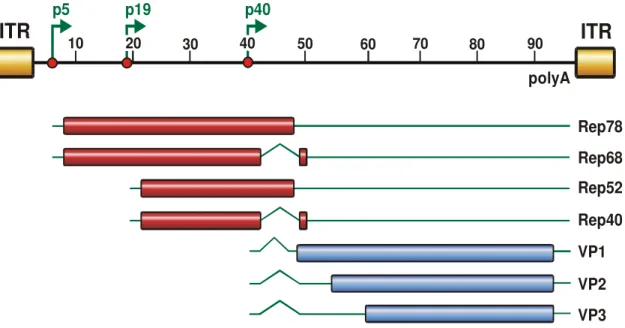 Figure 2: Genome organization of AAV2. The AAV2 genome, flanked by the ITRs, spans 4680 nt  divided into units of 100 nt