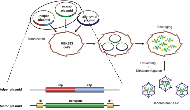 Figure 5: Packaging of recombinant AAV vectors. HEK293 cells are transfected by 3 plasmids: A  helper plasmid encoding for the rep and cap ORFs, a vector plasmid carrying the desired transgene  flanked  by  the  packaging  sequences  (ITRs)  and  an  adeno