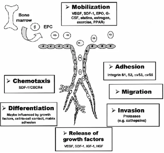 Figure 9: Mechanisms of EPC homing and differentiation. Recruitment and incorporation of EPCs  into  ischemic  tissues  requires  a  coordinated  multistep  process  including  mobilization,  chemoattraction,  adhesion,  transmigration,  migration,  tissue