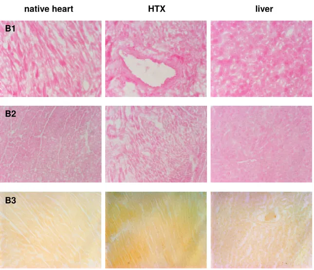 Figure 14: X-Gal and eosin stained tissue sections of transplanted animals after vector application  into the hypothermic heart