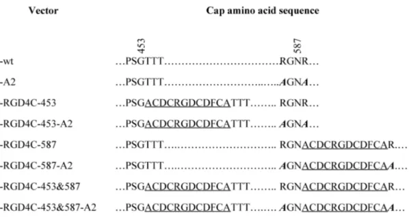 Figure 10. Amino acid sequence of the different viral vectors. Depicted is the amino acid sequence  of r-wt, r-A2 and the different capsid insertion mutants in the region around position 453 and 587