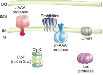 Figure 1.2: ATP-dependent proteases in the mitochondrial matrix and in the inner mitochondrial membrane