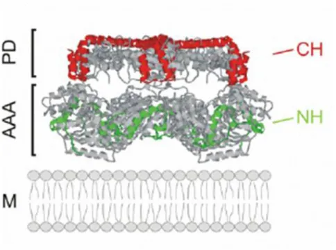 Figure 1.4: Folding of the yeast iAAA protease and substrate engagement