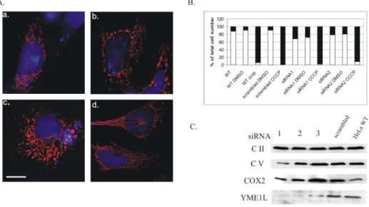 Figure 3.6: YME1L affects mitochondrial morphology but not respiration