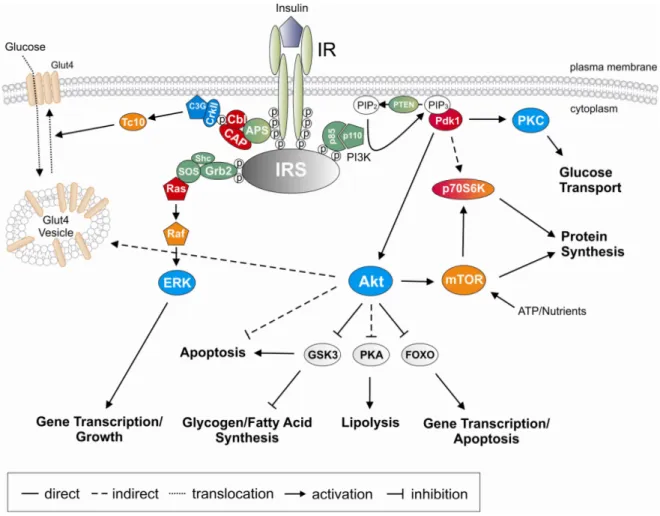 Fig. 3: Insulin signal transduction pathway.  