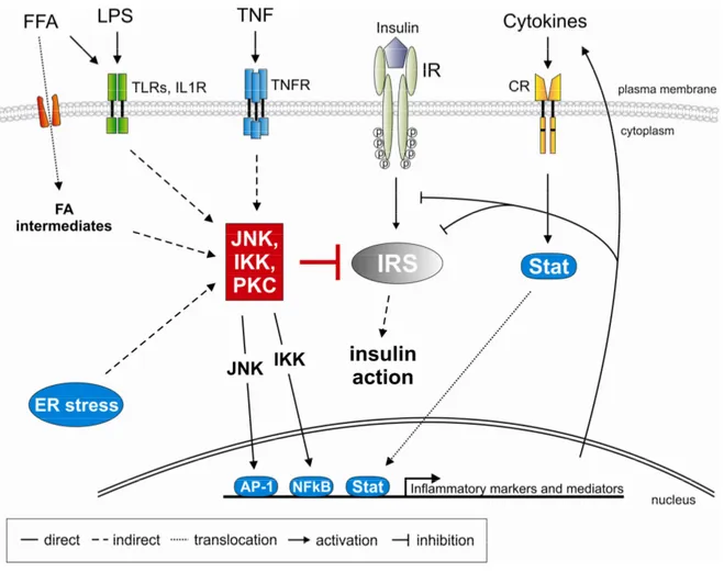 Fig. 4: Potential mechanisms for the inhibition of insulin signal transduction in obesity