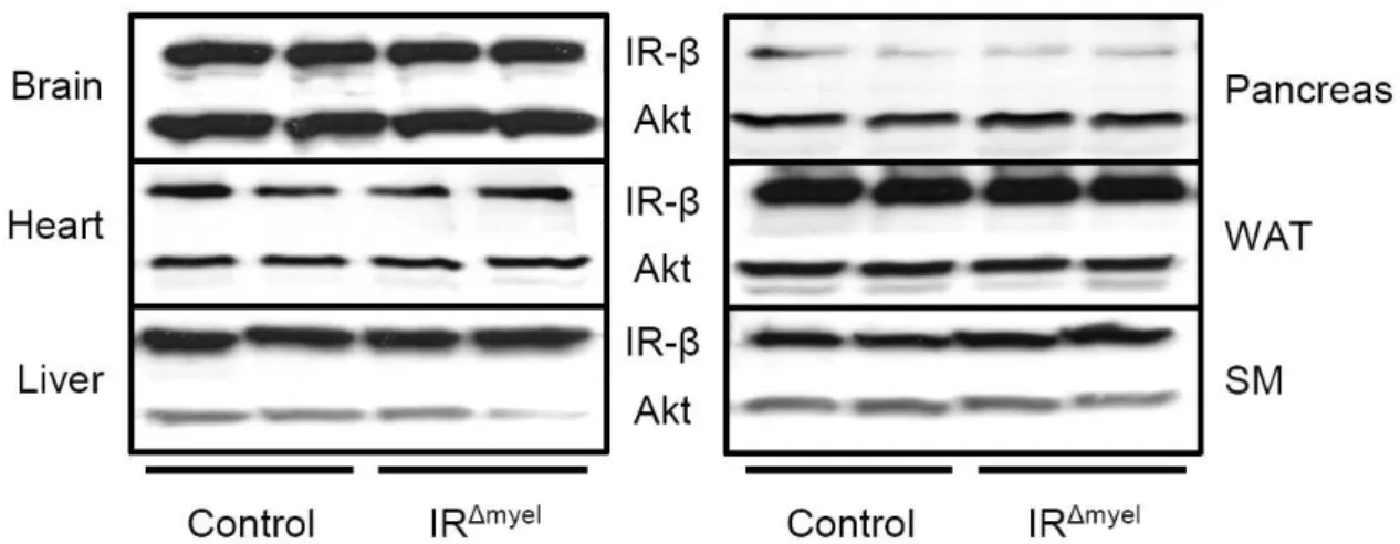 Fig. 9: Insulin receptor protein expression in insulin target tissues is unchanged in IR ∆ myel  mice