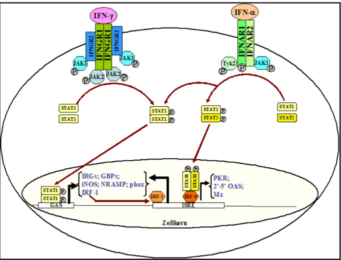 Abbildung 1.1: IFN-Signalwege. Interferone binden an ihre entsprechenden Rezeptoren und induzieren  Signalkaskaden über die Phosphorylierung von JAK1, JAK2 und Tyk2, welche wiederum die Rezeptoren  phosphorylieren und somit zugänglich für STAT1- und STAT2-