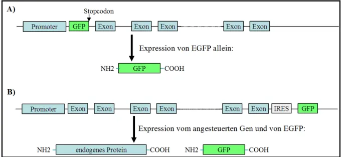 Abbildung 1.6. Integration einer EGFP-codierenden Sequenz in den gewünschten Gen-Lokus, erlaubt die  Expression von EGFP unter den Promoter des angesteuerten Gens und die Visualisierung der exprimierenden  Zellen