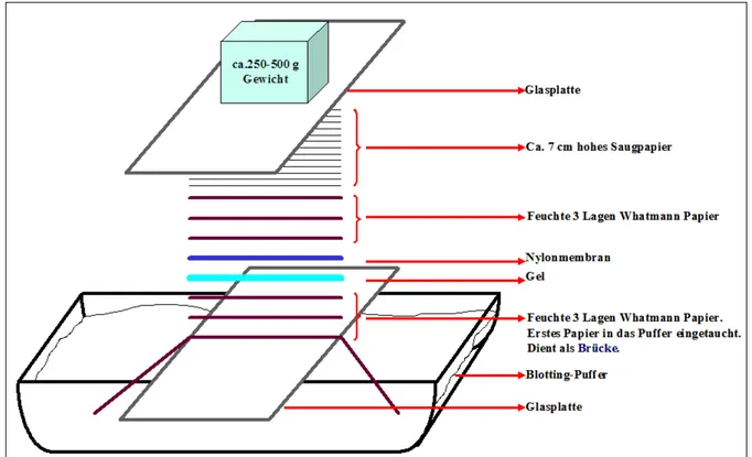 Abbildung 2.1. Aufbau der Kapillar-Blot-Apparatur (Siehe Beschreibung im Text). Die unterste Lage  Whatmann Papier ist länger und taucht in den Puffertank ein