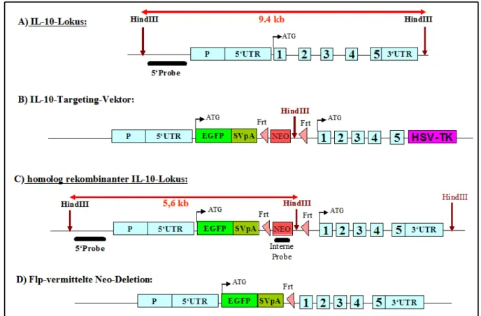 Abbildung 3.1. Gen-Targeting-Strategie zur Herstellung der IL10-EGFP transgenen Maus. A)  Organisation des IL-10-Gens der Maus
