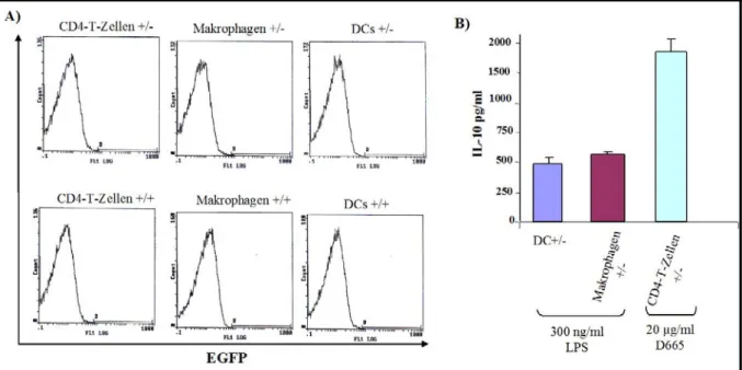 Abbildung 3.5. Analyse der EGFP- und IL-10-Expression in verschiedenen Immunzellen. CD4-T-Zellen  wurden aus der Milz heterozygoter (+/-) und homozygoter (+/+) Mäuse isoliert und mit 20 µg/ml des  Superagonisten D665 für 3 Tage stimuliert