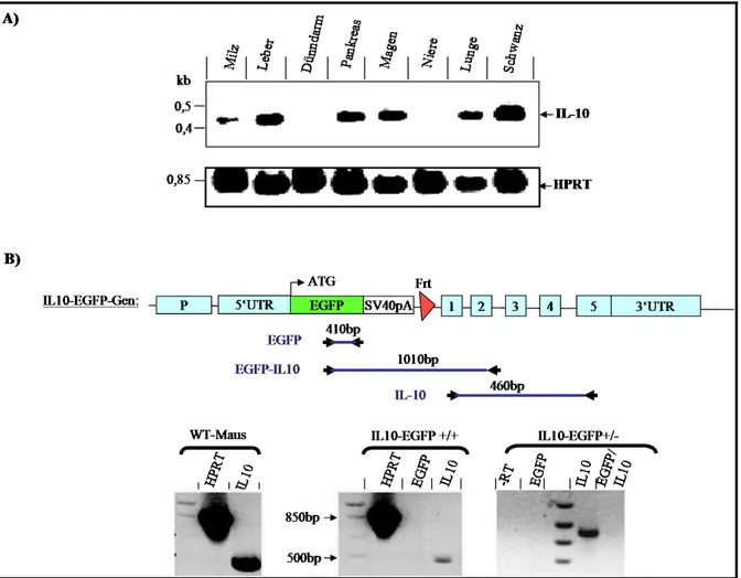 Abbildung 3.6. RT-PCR-Analyse verschiedener Gewebehomogenate von Wildtyp- (-/-), heterozygoten und  homozygoten IL10-EGFP (+/-) Mäusen